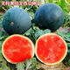 True seedless black crown seeds, black skin and red flesh, seedless watermelon seeds, extra large, super sweet, giant seedless watermelon seeds, seedless black crown watermelon seeds, selected fine varieties, 1 pack, about 50 seeds