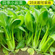 
Green stems and small vegetable seeds in spring and summer, small cabbage, rapeseed, vegetable seeds, green vegetable seeds, all seasons of balcony pot plant #G4B[Xiaoseng seeds] 15931 capsules