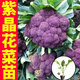 Shouguang version of purple cauliflower seedlings Amethyst No. 1 cauliflower seeds loose cauliflower broccoli four-season potted seedlings first-class seedlings Amethyst cauliflower seedlings 12 plus a pack
