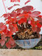 Huangzhu Bonsai natürlicher alter Haufen seltsamer Haufen reife Haufen Peking Xiangshan Rotblatt Stumpf Winter Winter kalt-resistent real huangzhu 3887 Nr. 3887 Kein Topf ohne Topf
