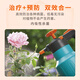 Guoguang Carbendazim Plant Flowers Succulent Fruit Trees Vegetables Powdery Mildew Leaf Spot Universal Preventive Fungicide Guoguang Carbendazim 50g*1 bag/delivery spoon