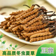 La nueva caja de regalo de Cordyceps seca Cordyceps seca de Kangsil para dar regalos para nutrir y nutrir la calidad de selección de Cordyceps para los ancianos Tíbet Nagqu Cordyceps de aproximadamente 2 piezas/gramos de 100 piezas (caja de regalo)
