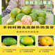 秭归脐橙新鲜宜昌特早蜜桔 时令水果薄皮桔子酸甜孕妇宝宝柑橘整箱团购 【畅吃】净重5斤中果 55mm+