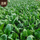 Beishu spinach seeds with large leaves and red roots, winter and spring cold-resistant four-season vegetable seeds, spinach seeds with red roots and large leaves 50g