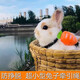 Amor's little rabbit traction rope is a special outing tool to prevent dwarf rabbits from breaking away. Rope for chinchillas and dwarf rabbits. Carrot type - yellow 1.2m S size (recommended 0-4Jin Jin is equal to 0.5kg)