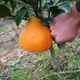 Authentic Sichuan Chunjian tangerine seeds, fruit tree dada tangerine, southern ugly tangerine seeds, planted in the north and south, tangerine seeds, two packs of about 20 pieces