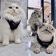 OTHER trendy brand ins dog collar chest strap dog neck ring vest small dog and cat traction leash to prevent breaking out and going out. traction bag 12595cm L: bust circumference 4047cm recommended 1012Jin [Jin equals 0.5 kg]