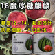Super sweet 18 degree rock sugar Kirin watermelon seeds super 8424 sweet, crisp, juicy and crack-resistant thin-skinned round watermelon seeds 50g can 18 degree rock sugar Kirin