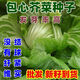 Packed Mustard Seeds, Big Meat Cabbage, Mustard Seeds, Pickled Vegetable Buns, Easy to Grow Delicious Vegetable Seeds, Packed Mustard Seeds 100g