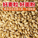 Flour New National Standard gbt1355-2021 Home 5 Jin [Jin equals 0.5 kg] Wheat flour steamed bun buns medium gluten 10 Jin [Jin equals 0.5 kg] Noodles New National Standard 8 Star Medium gluten flour 5 Jin [Jin equals 0.5 kg] Package No extraction factory direct delivery to save money and healthier