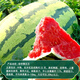 Dayu Lazy Man Watermelon Seed Seedlings Extra Large Suitable for Early Maturing Lazy People in the South 8424 Kirin Melon Meidu Seedless Fruits and Vegetables Green Emperor Lazy Man King Watermelon Seeds 50g canned