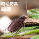 抖音新奇特遥控动物整蛊遥控蛇遥控蜘蛛玩具 迷你版-感应蟑螂棕色款9902A 1