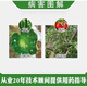 Taikang 0.5% Chitosan Chili Tomato Strawberry Tomato Virus Disease Powdery Mildew Plant Attraction Fungicide 100ml*20 Bottles