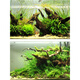 
JPHZNB purple teak wood fine 45-60cm natural fish tank landscaping sinking wood large tree stump sunburn turtle platform aquarium decorative wood royal blue 16856