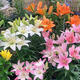 Lily potted flowers bloom in all seasons with buds. Perfume lily indoor and outdoor flower potted lily bulb seeds. Individual bulb colors are random. Pot soil not included. Diameter 4-5 cm.
