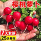 Cherry fruit radish seeds~thin-skinned carrot seeds garden potted small white lazy people easy to grow fruit cherry radish*1 pack 300 capsules
