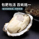 Fresh Rushan oysters, fresh oysters, 5 Jin Jin equal to 0.5 kg box, 4XL large oysters (9-14 pieces per box), net weight 5 Jin Jin, equal to 0.5 kg oysters