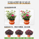 Stanley 10 Jin Jin is equal to 0.5 kilogram 20 Jin Jin is equal to 0.5 kilogram 30 Jin Jin is equal to 0.5 kilogram 50 Jin Jin is equal to 0.5 kilogram 100 Jin Jin is equal to 0.5 kilogram Organic fertilizer compound fertilizer is universal for agricultural vegetables, flowers and fruit trees 50 Jin Jin is equal to 0.5 kilogram High quality organic packaging
