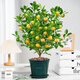 Rose Village Four Seasons Kumquat Potted Saplings Indoor Living Room Fortune Plants Kumquat 40-50cm + Simple Pot Straight from the Source