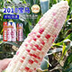 National Approval Xiaofu Tiangui Nuo 937 Big Stick High Yield Disease Resistance Spring and Autumn Field Base Colorful Sweet Nuo Jade 2018 BMW Tian Gui Nuo 937 Canned 500g