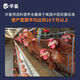 Huazhu laying hen premix special chicken native chicken free-range chicken breeding period egg production hen egg feed 50 Jin Jin is equal to 0.5 kg bag 1 bag breeding period compound premix, the whole ton is more discounted