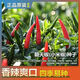 First-generation hybrid large-fruit Chaotian pepper seeds, super spicy and high-yield pepper padi seeds for field use, single pepper seeds, original 2 packs with rooting powder included.