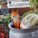 Fantasy nine-tailed fox succulent flower bonsai decorative ornaments outdoor monkey tail column landscape white small fox tail red fox lying