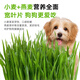 Greedy Horse Dog Straw Dog Snacks Wheat Straw Dog Snacks for Lazy People No Soil, Cleans Teeth, Fresh Breath Dog Snacks 2 Boxes