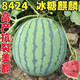 8424 Kirin watermelon seeds, seedless, high-yield rock sugar, lazy watermelon seeds, southern four-season vegetable and fruit seeds, Huayu original color pack, 2 packs, about 100 capsules