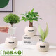 A complete list of green plants, indoor small potted plants, tabletop green radish, easy to live in all seasons, suitable for lazy people, money tree, office plant, three-pole money tree + frosted planet self-priming basin + paving stone + nutrient solution
