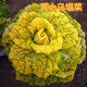 Huangxinwutaicai seedlings, chrysanthemum and cabbage seedlings, potted garden garden fields, easy to grow four-season vegetable seedlings, 10 Huangxinwutaicai plants