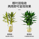 OUOETY Guanyin Bambus-Nährstofflösung Lucky Bamboo Hydroponic Plant Universal Rooted Water Root Spezialdünger Behandelt speziell gelbe Blätter Lucky Bamboo Special Nutrient Solution 2 Flaschen