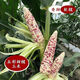 National Approval Super Sweet Colorful Waxy Corn Seeds Flowery Waxy Corn Seeds Colorful Cloud Sweet Waxy Corn Farmers High Yield National Approval Colorful Waxy Corn Seeds 3 packs of about 150 grains