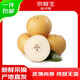 Jingxiansheng Shandong Yantai Laiyang Qiuyue Pear Net weight 4Jin Jin is equal to 0.5kg Single fruit 200g+ Fresh fruit Straight from the source