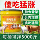 Ubet animal uses pigs to eat stupidly and grow fat pigs with red skin and shiny hair to be released early, appetizers, feed additives to be released early, 5th generation enhanced version, fattening and weight gain, pigs are eating stupidly and grow fiercely, 1 large barrel, mixing material 5000Jin Jin is equal to 0.5 kilograms