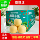 Jingdida Yantai Qixia Apple Cream Fuji Apple 25 Years New Fruit Grade 80 5Jin Jin is equal to 0.5 kg Yantai Apple Fruit Directly from the Source