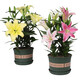 Lily potted flowers bloom in all seasons with buds. Perfume lily indoor and outdoor flower potted lily bulb seeds. Individual bulb colors are random. Pot soil not included. Diameter 4-5 cm.