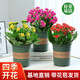 Kalanchoe potted plant with double large flowers and buds is a flower plant that blooms indoors in all seasons and is easy to grow. 12. Golden Fox (with buds) comes with fertilizer and does not include a pot.