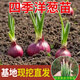 Onion seedlings, Shandong purple-skinned onion seedlings, fruit onion seedlings, cold-resistant and easy to live, freshly planted seedlings, dug and sold now, purple-skinned onion seedlings, 100 pieces