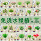 A complete list of green plants, indoor small potted plants, tabletop green radish, easy to live in all seasons, suitable for lazy people, money tree, office plant, three-pole money tree + frosted planet self-priming basin + paving stone + nutrient solution