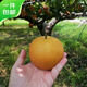 Jingxiansheng Shandong Yantai Laiyang Qiuyue Pear Net weight 4Jin Jin is equal to 0.5kg Single fruit 200g+ Fresh fruit Straight from the source