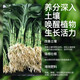 OUOETY Guanyin Bambus-Nährstofflösung Lucky Bamboo Hydroponic Plant Universal Rooted Water Root Spezialdünger Behandelt speziell gelbe Blätter Lucky Bamboo Special Nutrient Solution 2 Flaschen