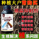Yunfeng Harvest Genuine Root Rot Inhibitor, Root Rot Nemesis, Damping Down Dead Trees, Rotten Roots, Root Rot, Strong Roots, Purification of Soil, Popular 12 Bottles*1000g+1 Measuring Cup