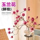 Xingxiang hydroponic plant Magnolia flowers dried branches fresh cut flowers bloom when exposed to water Purple Magnolia 60~80cm 4 branches straight from the source