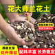Flower Master special soil for orchids, phalaenopsis orchid special flower soil, nutritious soil orchid planting material, pine bark particles, breathable, new high orchid soil 5Jin Jin is equal to 0.5kg, 6-in-1 stone, 3 gifts for free