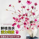 Xingxiang hydroponic plant Magnolia flowers dried branches fresh cut flowers bloom when exposed to water Purple Magnolia 60~80cm 4 branches straight from the source