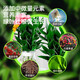 OUOETY Guanyin Bambus-Nährstofflösung Lucky Bamboo Hydroponic Plant Universal Rooted Water Root Spezialdünger Behandelt speziell gelbe Blätter Lucky Bamboo Special Nutrient Solution 2 Flaschen
