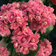 Kalanchoe potted plant with double large flowers and buds is a flower plant that blooms indoors in all seasons and is easy to grow. 12. Golden Fox (with buds) comes with fertilizer and does not include a pot.