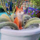 Fantasy nine-tailed fox succulent flower bonsai decorative ornaments outdoor monkey tail column landscape white small fox tail red fox lying