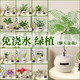 A complete list of green plants, indoor small potted plants, tabletop green radish, easy to live in all seasons, suitable for lazy people, money tree, office plant, three-pole money tree + frosted planet self-priming basin + paving stone + nutrient solution